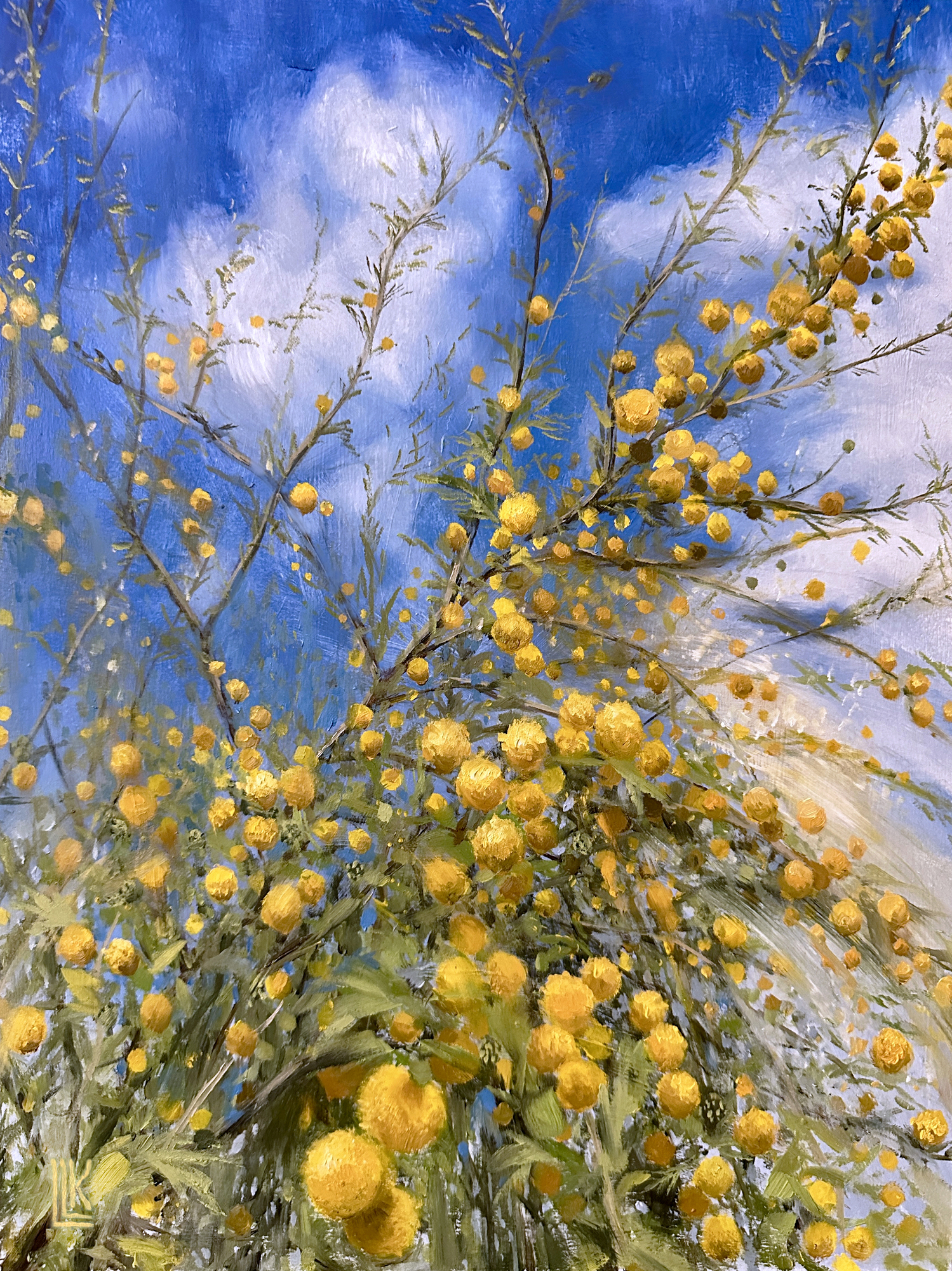 The Golden Acacia Cascade, cascade of yellow round flower blooms from an Acacia tree against a blue sky, 2025 oil painting on wood panel by Laura L. Krusemark