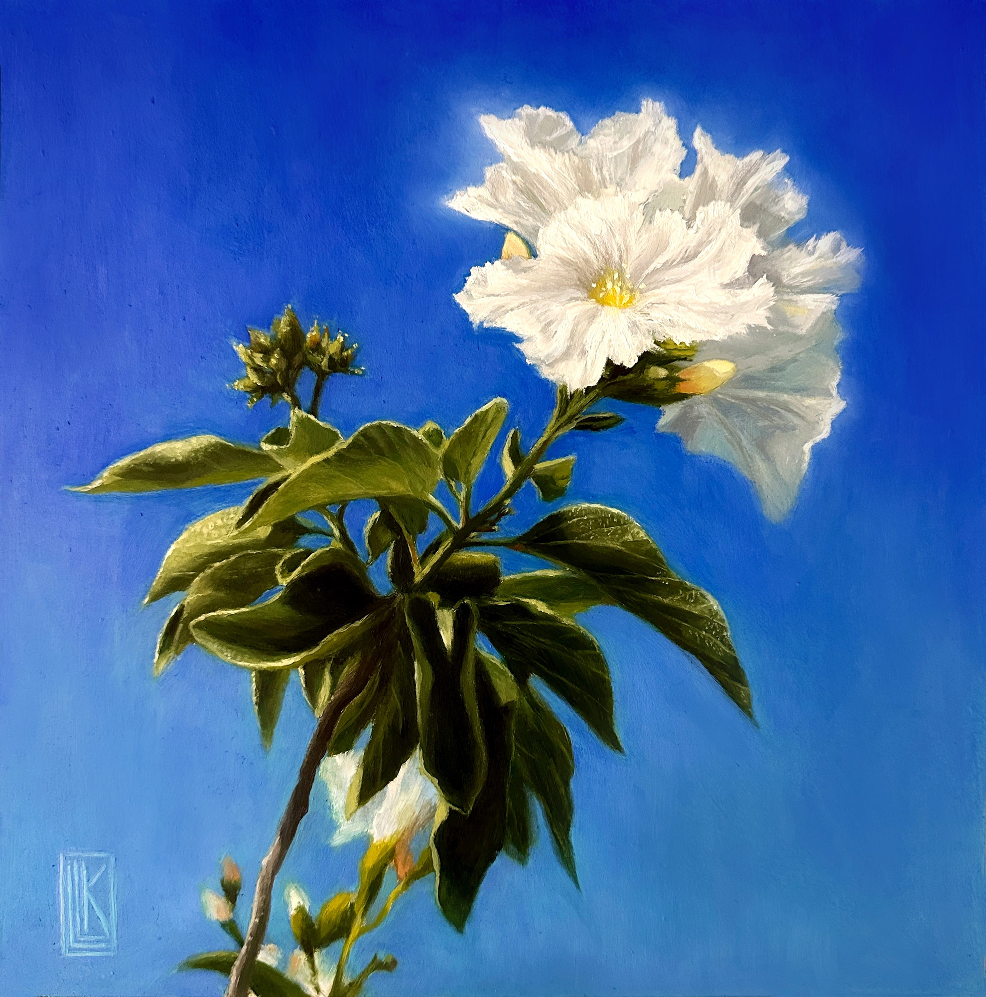 Do You Dream in White and Blue, White Mexican Olive flowers blooming against the bright blue sky, 2025 oil painting on wood panel by Laura L. Krusemark